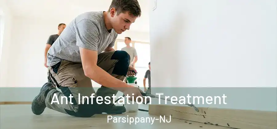 Ant Infestation Treatment Parsippany-NJ