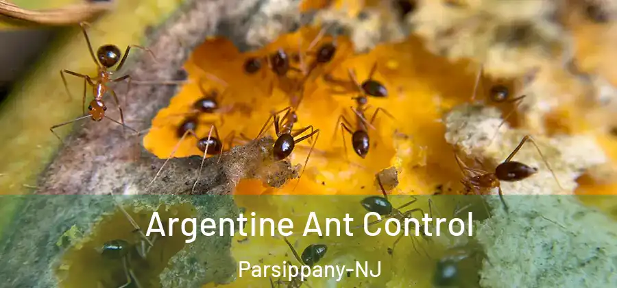 Argentine Ant Control Parsippany-NJ