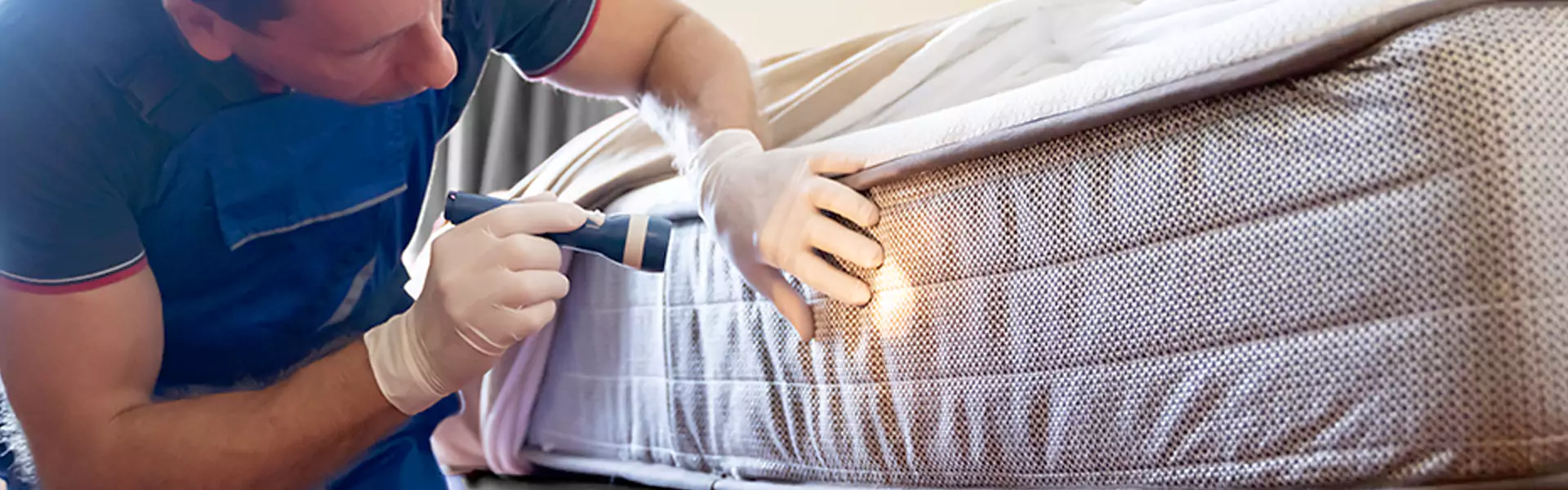 Bed Bug Removal