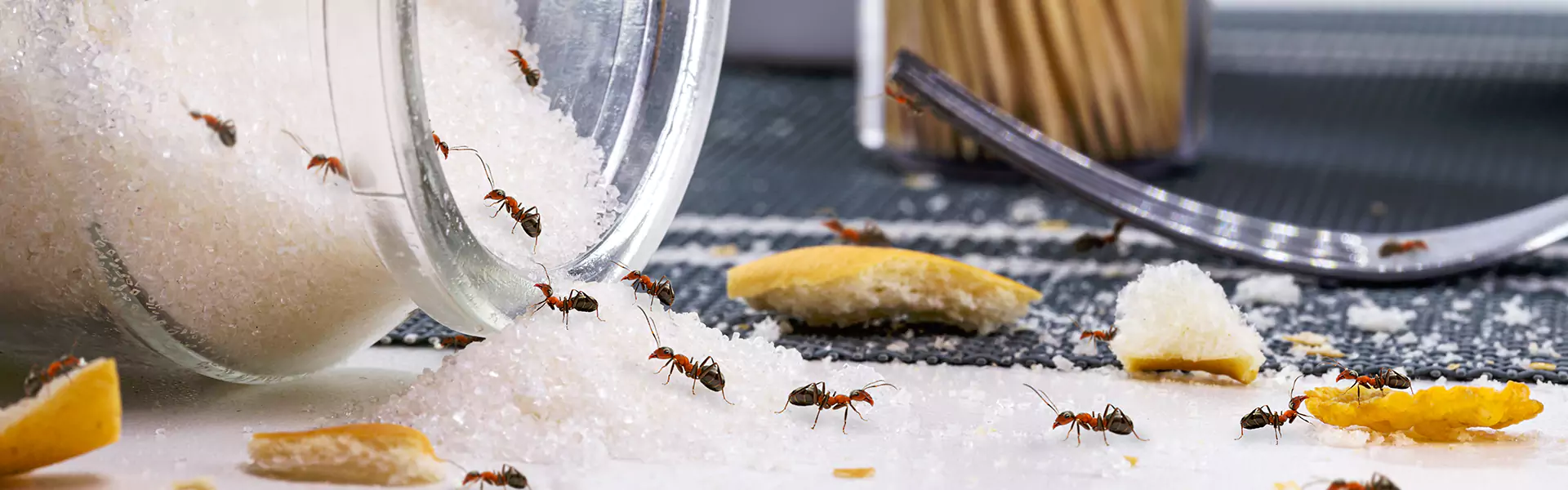 Sugar Ant Control
