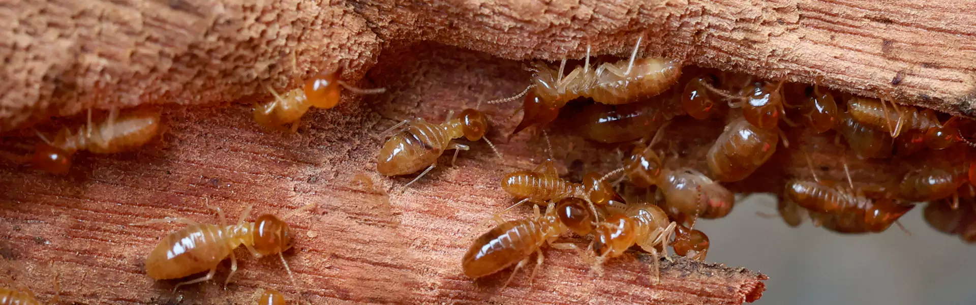 Termite Fumigation