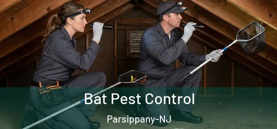 Bat Pest Control Parsippany-NJ