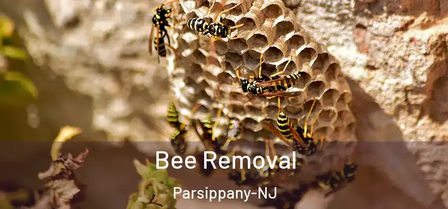 Bee Removal Parsippany-NJ