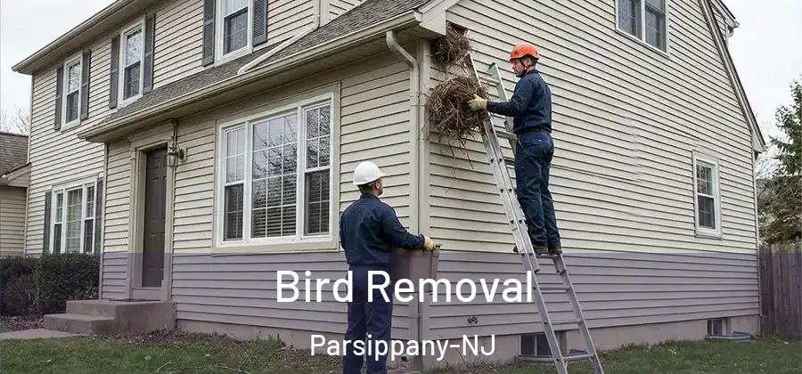 Bird Removal Parsippany-NJ