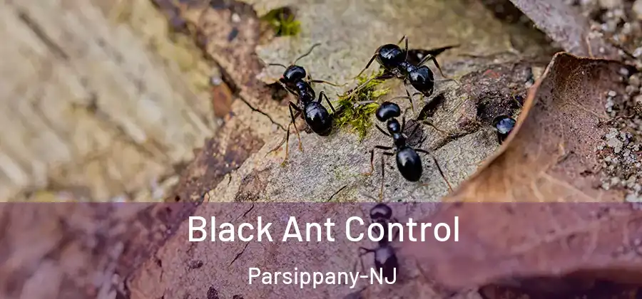 Black Ant Control Parsippany-NJ