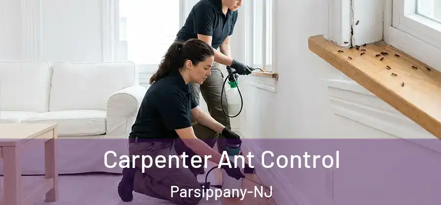 Carpenter Ant Control Parsippany-NJ