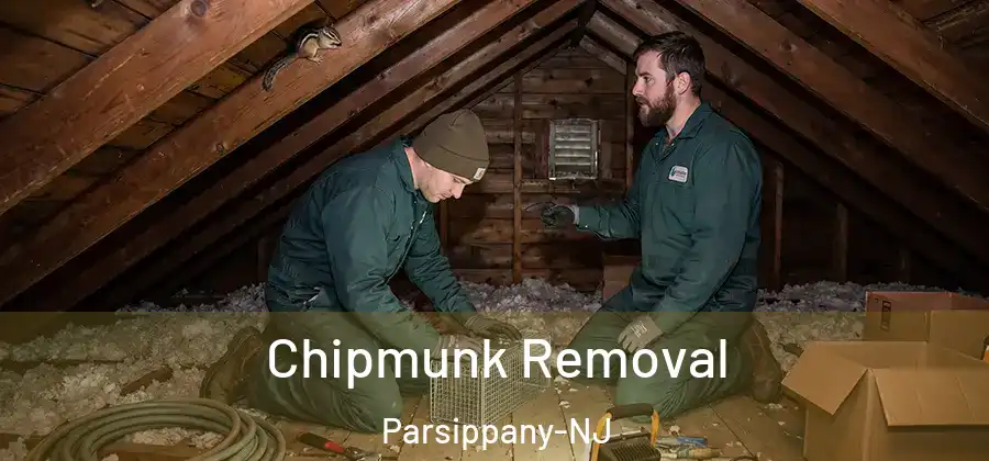 Chipmunk Removal Parsippany-NJ