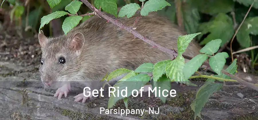 Get Rid of Mice Parsippany-NJ