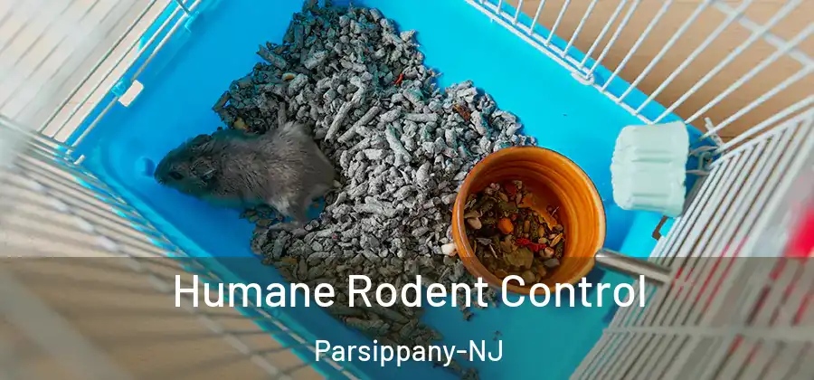 Humane Rodent Control Parsippany-NJ