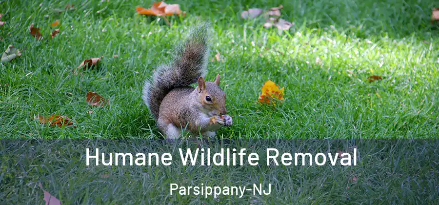Humane Wildlife Removal Parsippany-NJ