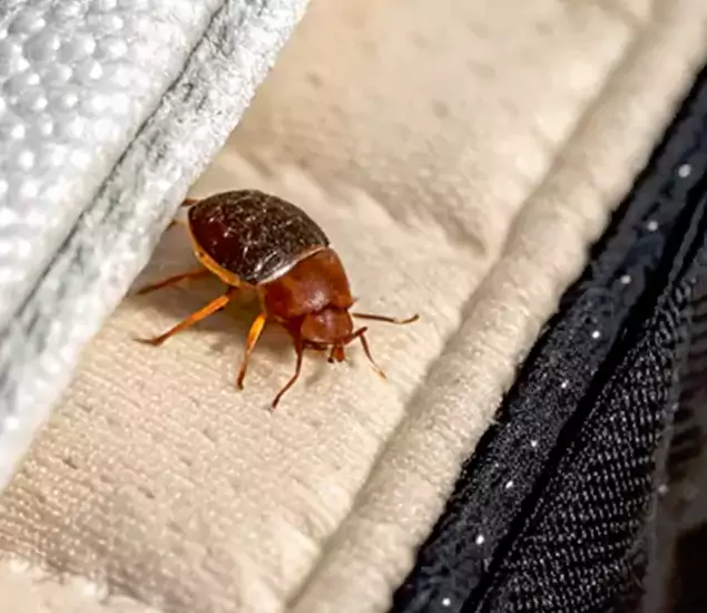 Trusted Bed Bug Prevention Specialists in Parsippany, NJ