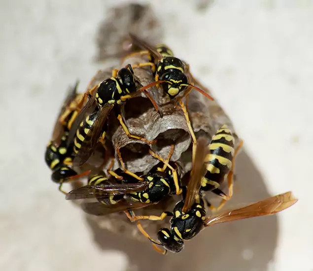 Bee Nest Removal