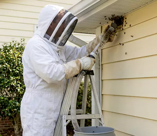 Your Affordable Bee Removal Company in Parsippany, NJ