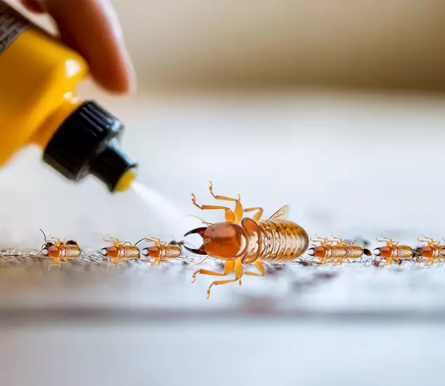 Reliable Bora Care Termite Experts in Parsippany, NJ