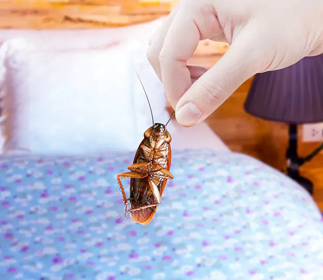 Expert Roach Control Services: Your Cockroach Pest Control in Parsippany, NJ