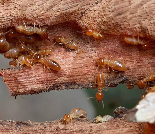 About Our Drywood Termite Treatment Experts in Parsippany, NJ