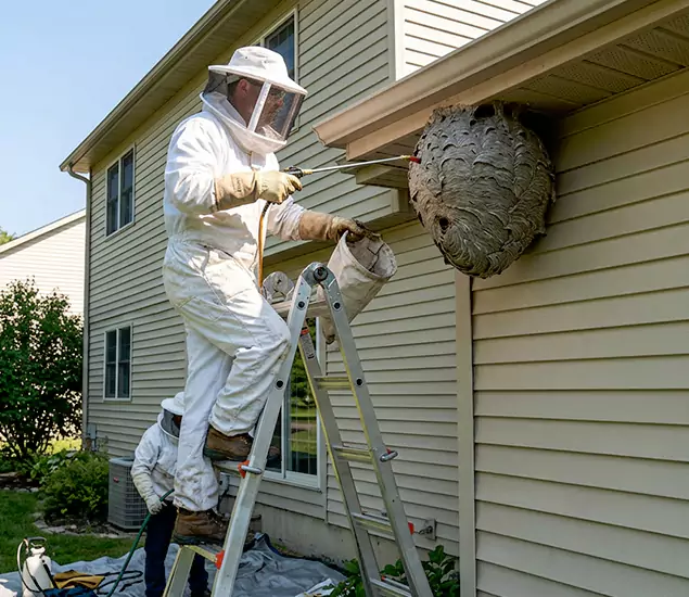 Expert Wasp Nest Removal: Your Local Wasp Nest Removal Company in Parsippany, NJ