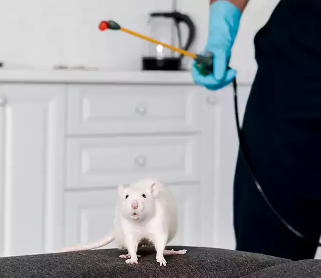 Rat Exterminator