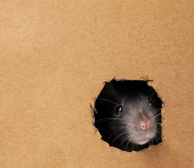 Rats in Attic Removal Experts in Parsippany, NJ