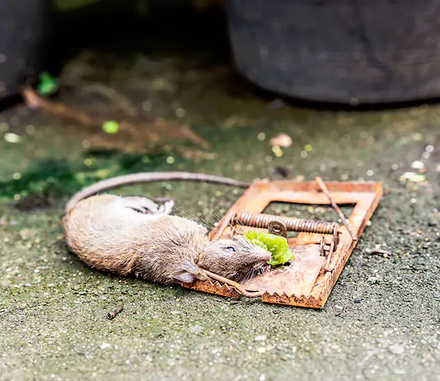 Rodent Removal