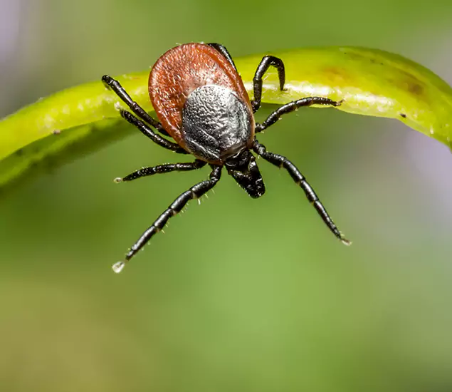 Your Trusted Tick Pest Control in Parsippany, NJ