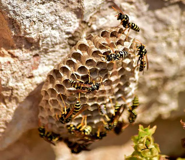 Your Best Wasp Removal Company in Parsippany, NJ