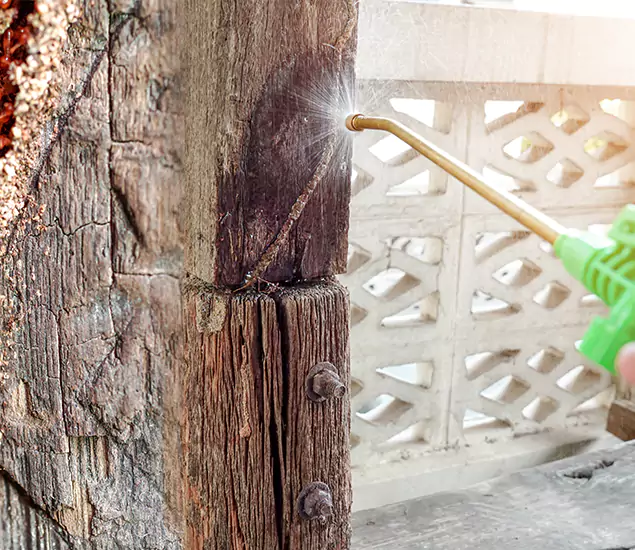 About Wood Termite Treatment Services in Parsippany, NJ