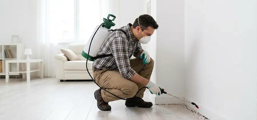 Seasonal Ant Infestation Control in Parsippany