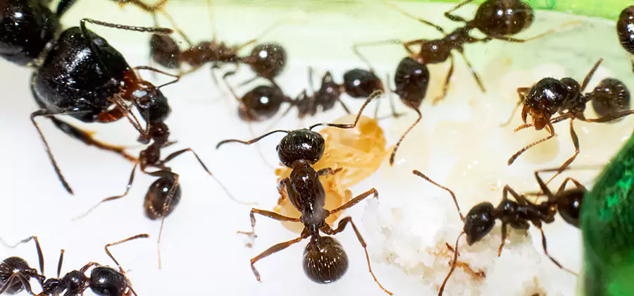 Argentine Ant Barrier Treatment in Parsippany