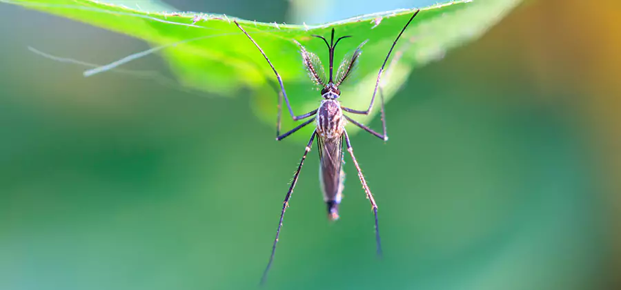 Natural Mosquito Spray for Yard in Parsippany