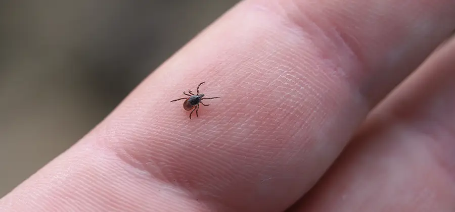 Infection Prevention for Bed Bug Bites in Parsippany