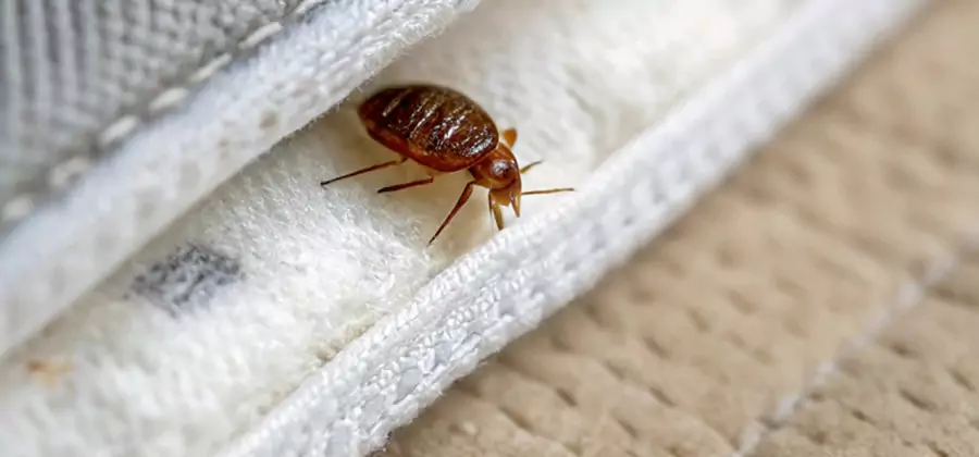 Tenting Bed Bug Fumigation in Parsippany