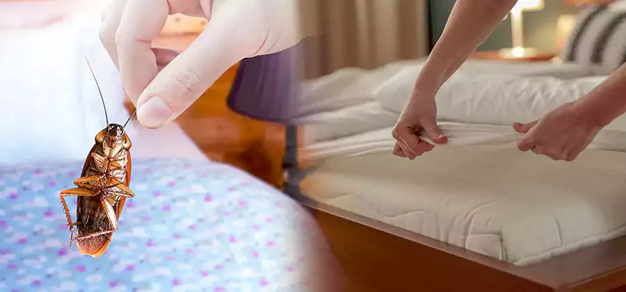 Bed Bug Home Extermination Service in Parsippany
