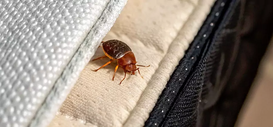 Commercial Bed Bug Control in Parsippany