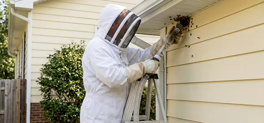 Ground Bee Removal in Parsippany