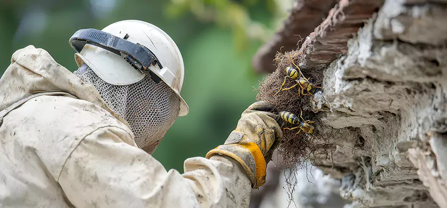 Bee and Wasp Hornet Removal in Parsippany