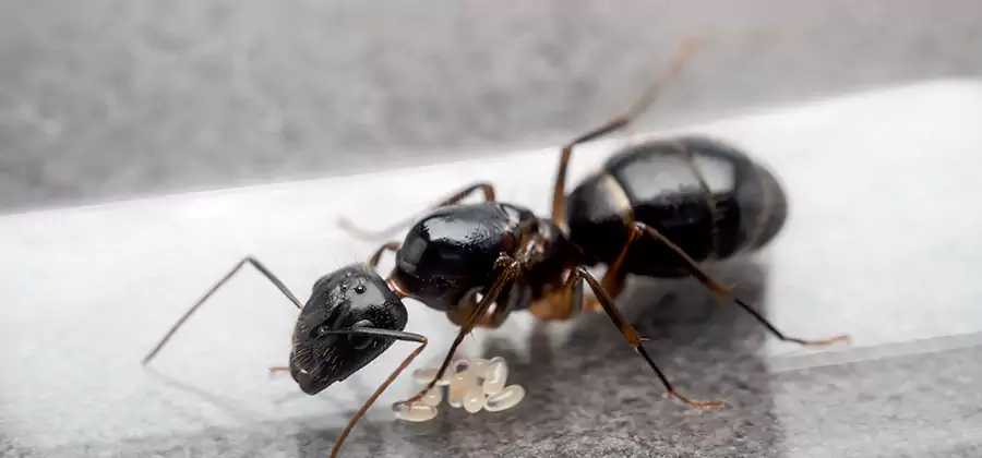 Black Ants in Kitchen Elimination in Parsippany