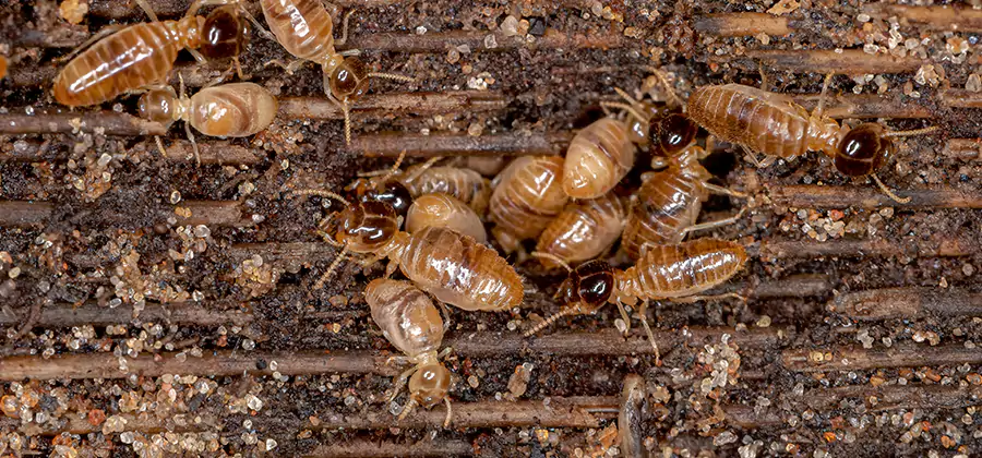 Bora Care Residential Termite Control in Parsippany