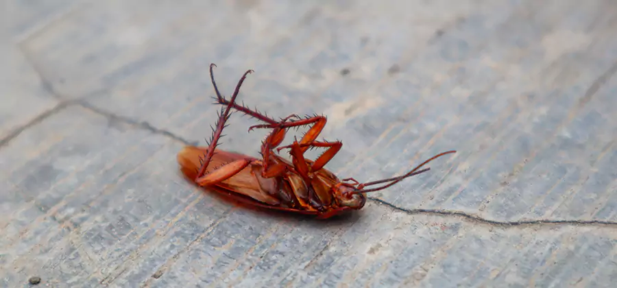 Cockroach Eradication for Commercial Properties in Parsippany
