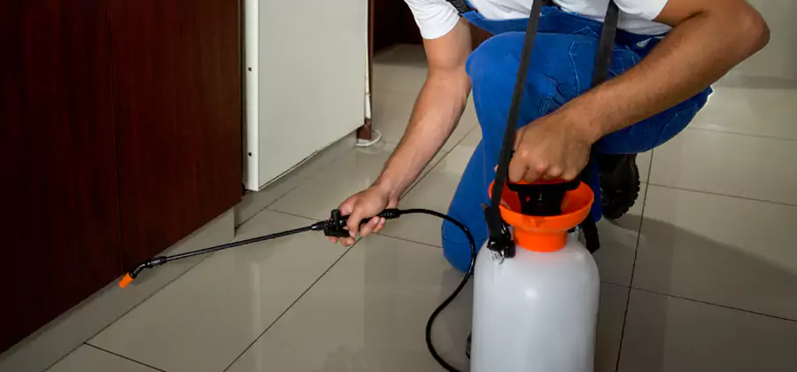 Palmetto Bug Exterminator in Parsippany