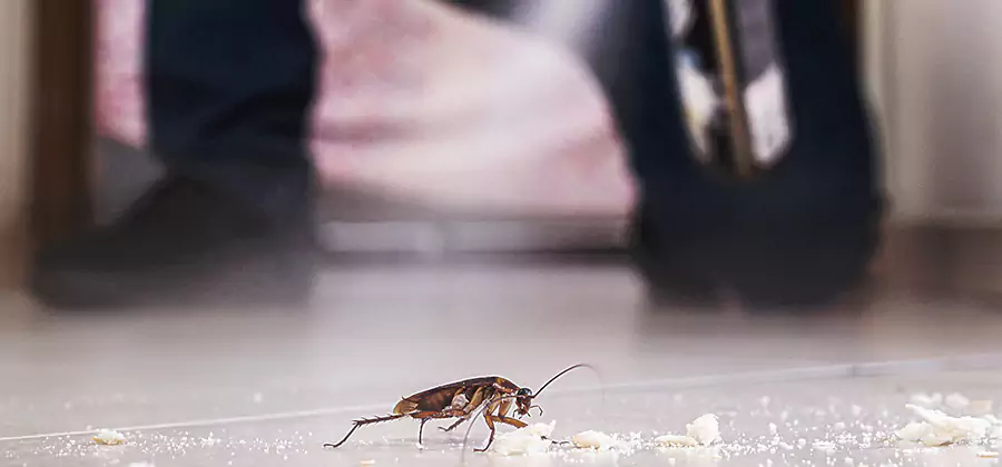Roach House Treatment Parsippany
