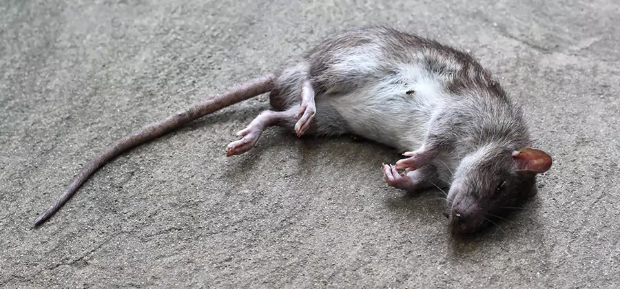 Dead Rat Disposal in Parsippany