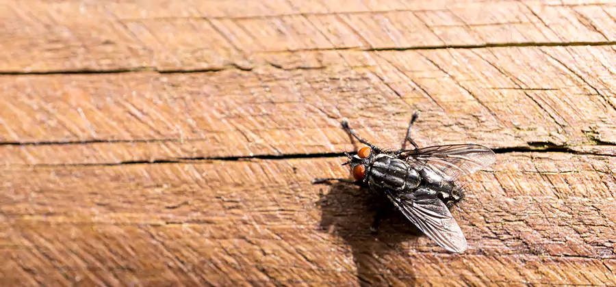 Flying Ant Barrier Treatment in Parsippany
