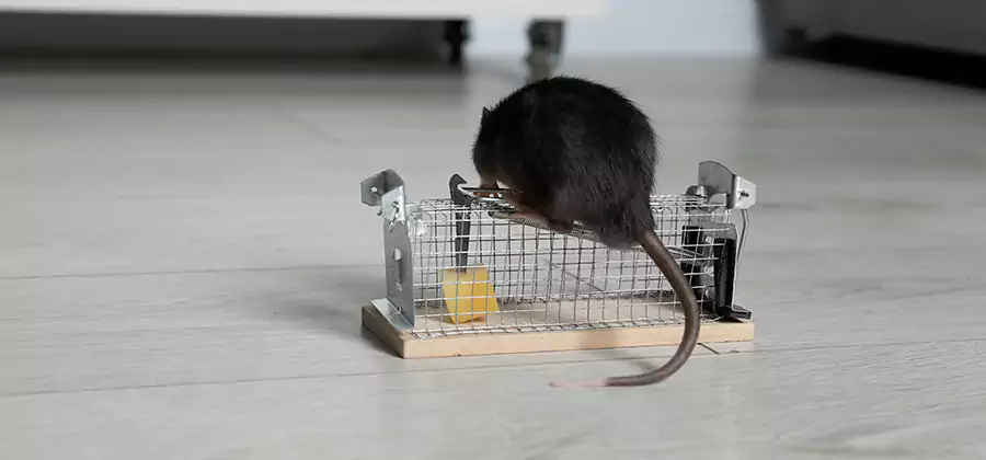 Mice in Attic Removal Parsippany