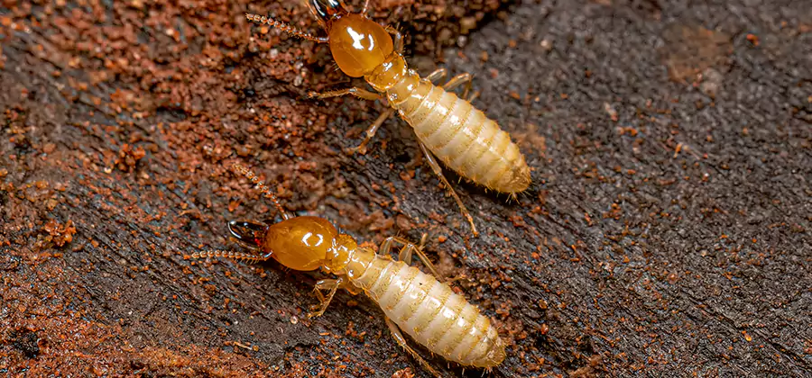 Structural Heat Termite Treatment in Parsippany