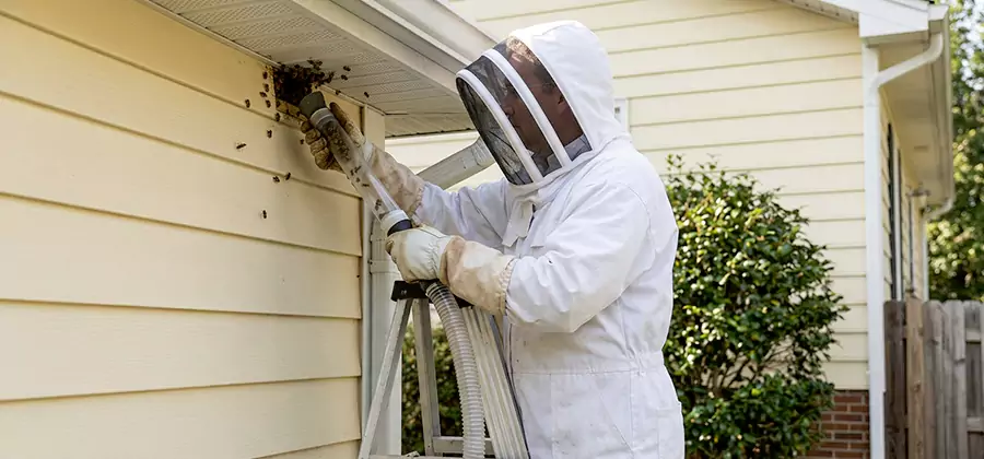 Wasp Nest in Wall Removal in Parsippany