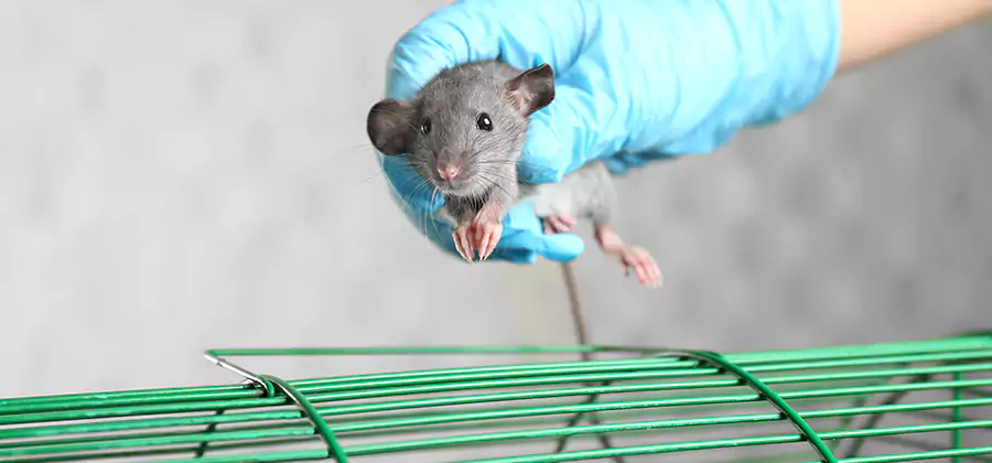 Humane Rat Trapping in Parsippany