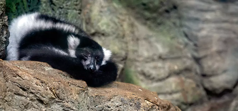 Humane Skunk Removal in Parsippany
