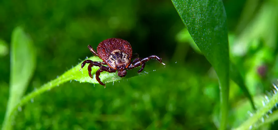 Tick Prevention for Yard in Parsippany