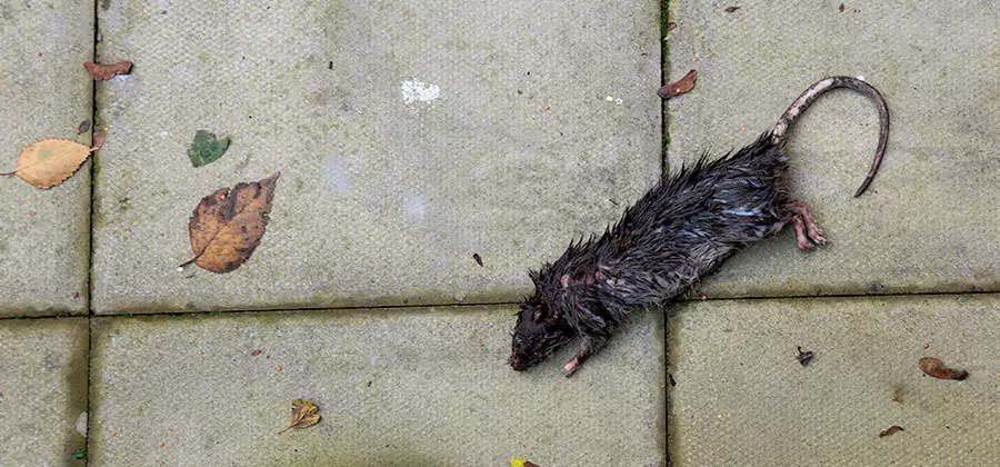 Mice in the Attic Removal in Parsippany